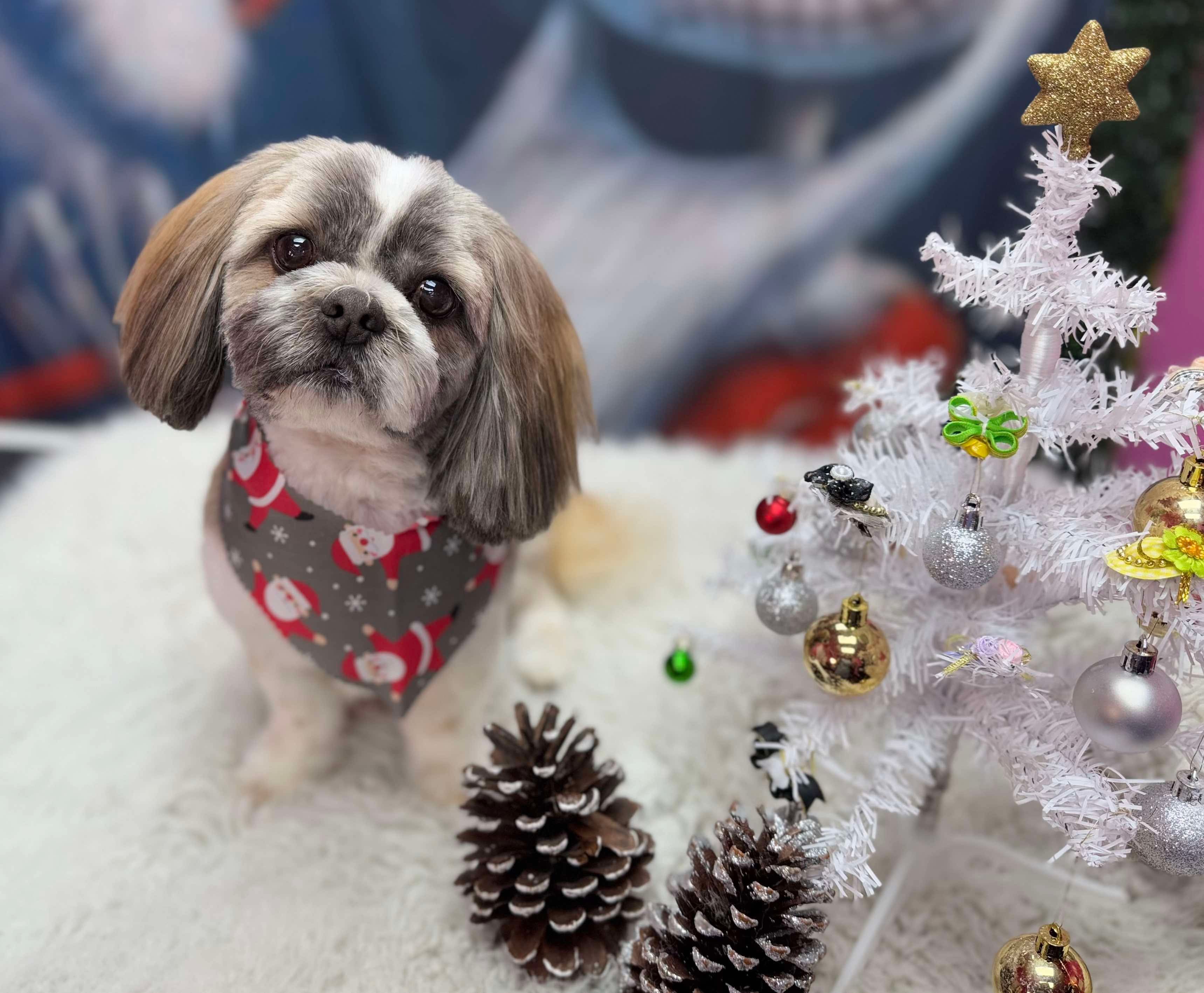 what-grooming-service-does-my-dog-need